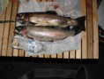 /album/photogallery/big-fish-jpg/